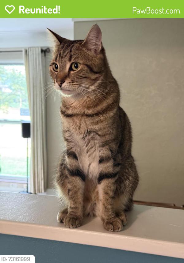 Reunited Male Cat last seen Chadwick and Mitchell, Belleville, IL 62223