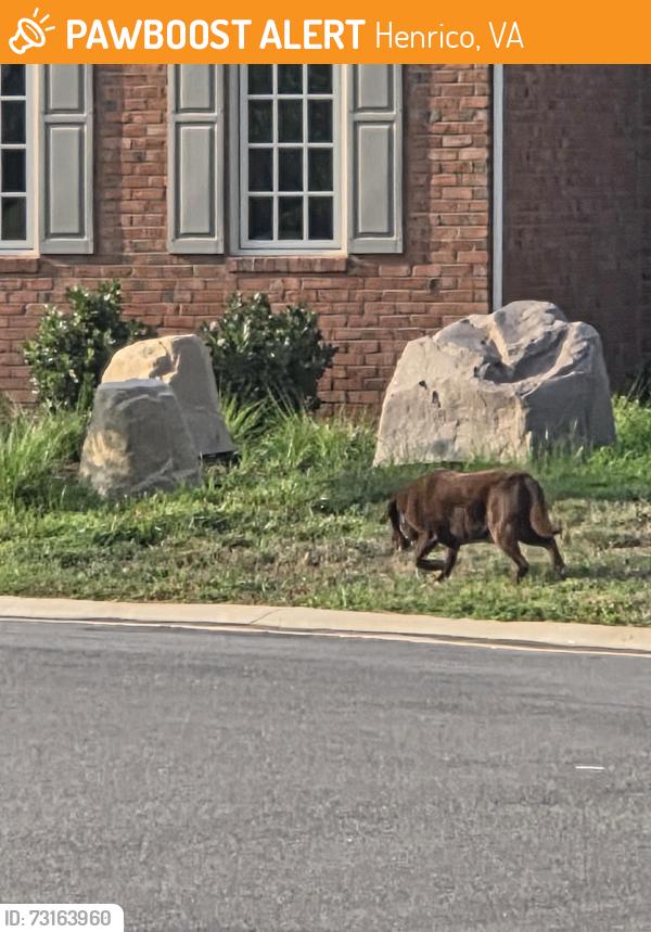 Found/Stray Unknown Dog last seen Near Blair ests Ct, Henrico, VA 23238