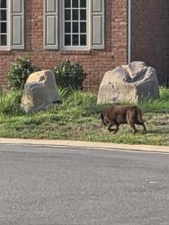 Found/Stray Unknown Dog last seen Near Blair ests Ct, Henrico, VA 23238