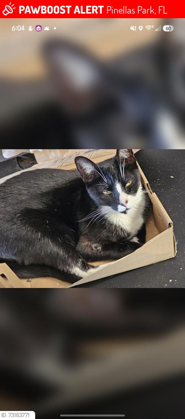 Lost Male Cat last seen 82nd Ave & 45th St N, 1 block east of Sacred Heart Catholic Church, Pinellas Park, FL 33781