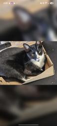 Lost Male Cat last seen 82nd Ave & 45th St N, 1 block east of Sacred Heart Catholic Church, Pinellas Park, FL 33781