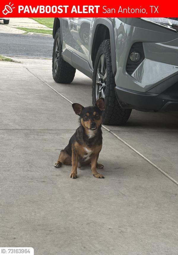 Lost Male Dog last seen idk, San Antonio, TX 78239