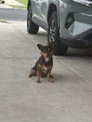 Lost Male Dog last seen idk, San Antonio, TX 78239