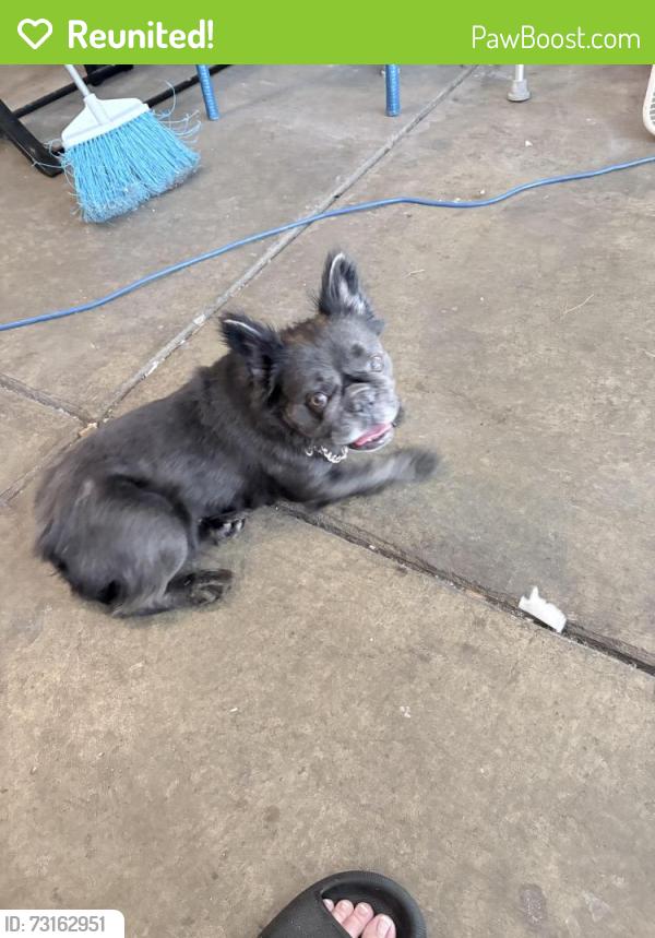 Reunited Female Dog last seen Lawrence Indiana, Lawrence, IN 46226