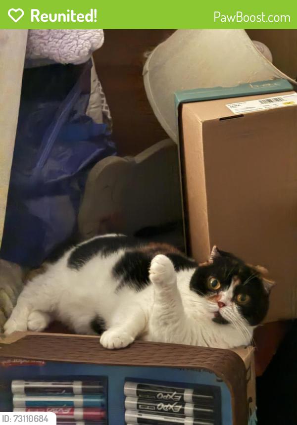 Reunited Female Cat last seen Chapin Rd, Benbrook, TX 76116