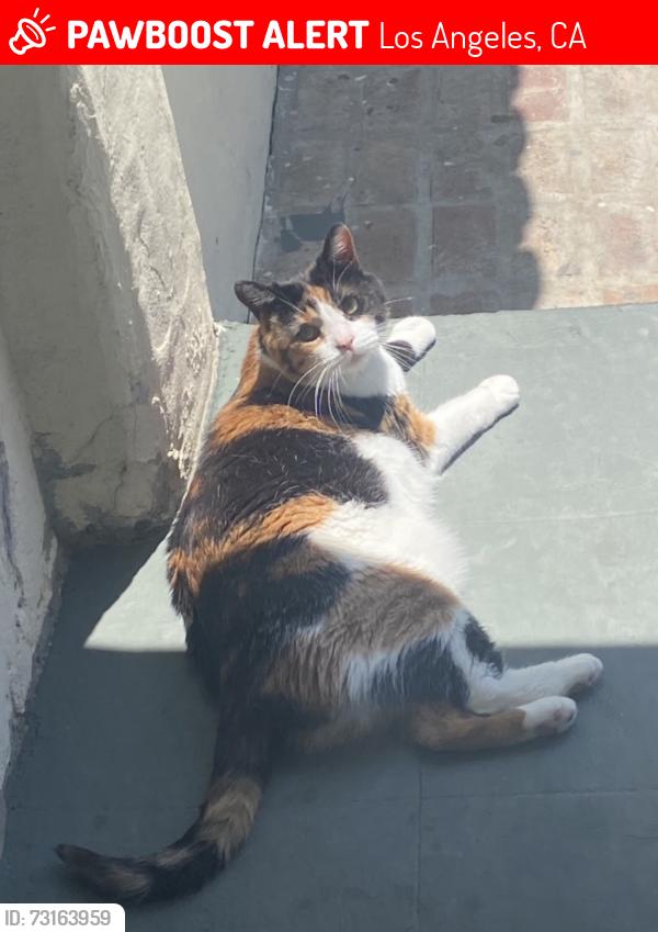 Lost Female Cat last seen Adams Blvd and Redondo Blvd, Los Angeles, CA 90016