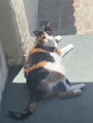 Lost Female Cat last seen Adams Blvd and Redondo Blvd, Los Angeles, CA 90016