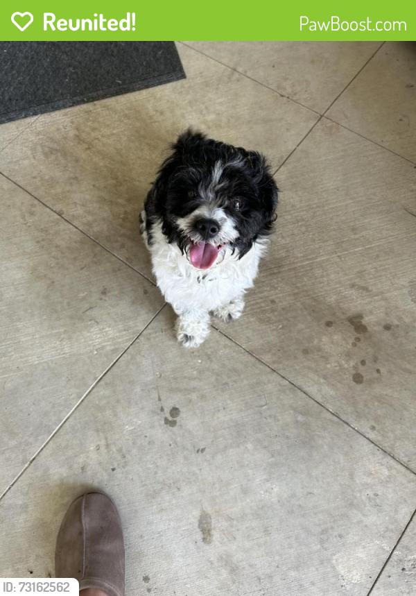 Reunited Male Dog last seen Near Davila Dr, Dallas, TX 75220