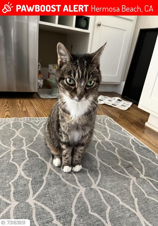 Lost Female Cat last seen Ocean Dr / 10th St, Hermosa Beach, CA 90254