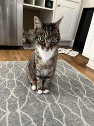 Lost Female Cat last seen Ocean Dr / 10th St, Hermosa Beach, CA 90254