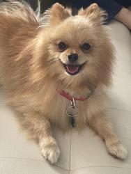 Reunited Male Dog last seen Summit And Military, West Palm Beach, FL 33415