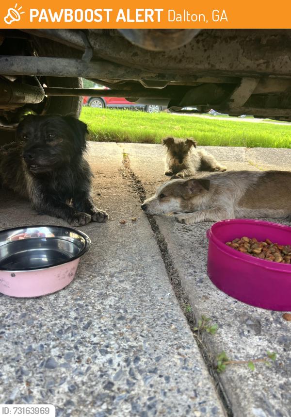 Found/Stray Unknown Dog last seen Springchase way, Dalton ga, Dalton, GA 30720
