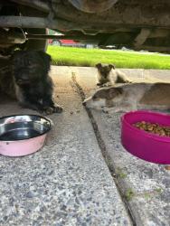Found/Stray Unknown Dog last seen Springchase way, Dalton ga, Dalton, GA 30720