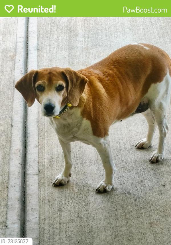 Reunited Female Dog last seen BERRYHILL, Milton, FL 32570