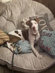 Lost Male Dog last seen Old Henderson Institute High School / EJ Senior Centet, Henderson, NC 27536