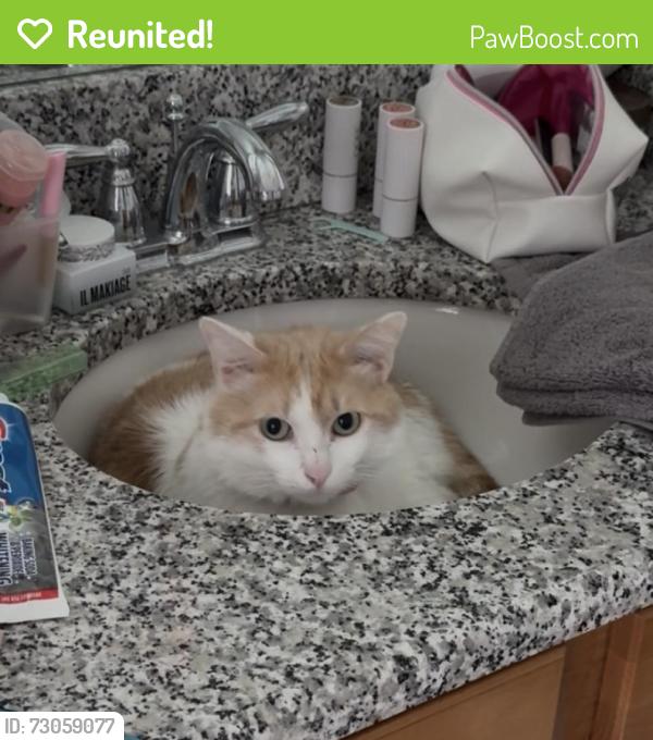 Reunited Male Cat last seen Wiregrass & Santa Luce, Zephyrhills, FL 33543
