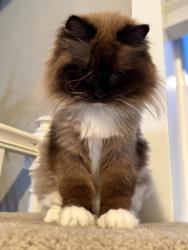 Lost Female Cat last seen 8th Ave, Federal Way, WA 98023