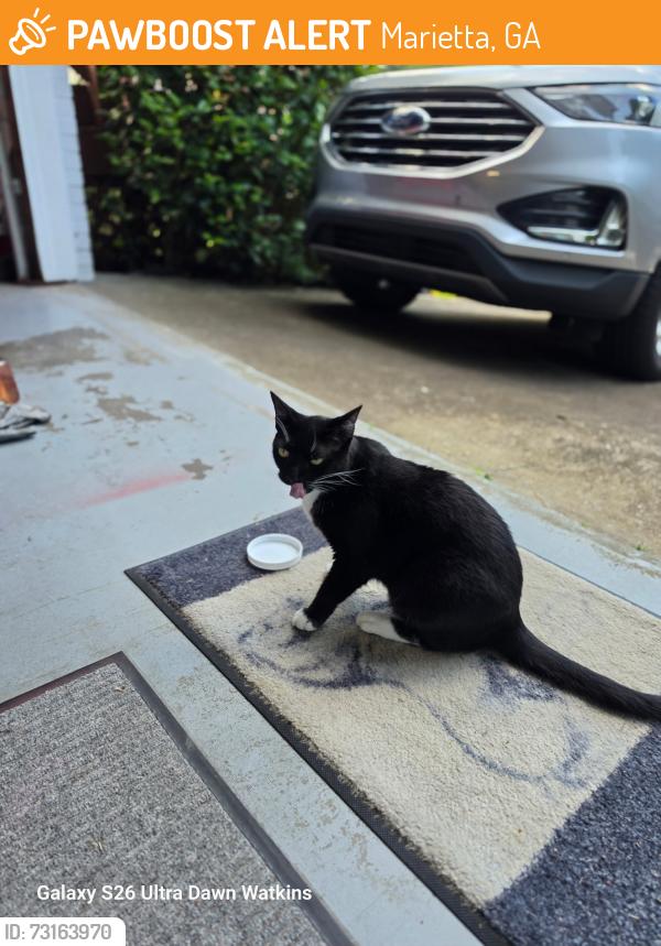 Found/Stray Female Cat last seen Near Benjamin Court SW, Marietta, GA 30064