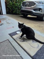 Found/Stray Female Cat last seen Near Benjamin Court SW, Marietta, GA 30064