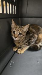 Shelter Stray Female Cat last seen Near FOLSOM BLVD, Rancho Cordova, CA, 6201 Florin Perkins Rd, Sacramento, CA 95828, USA
