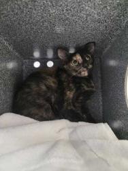 Shelter Stray Female Cat last seen Near Sharp Rd, Sevier County ACO, TN, 1008 Old Knoxville Hwy, Sevierville, TN 37862, USA