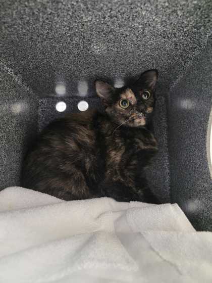 Shelter Stray Female Cat last seen Near Sharp Rd, Sevier County ACO, TN, 1008 Old Knoxville Hwy, Sevierville, TN 37862, USA
