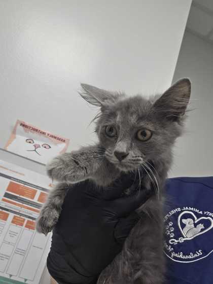 Shelter Stray Male Cat last seen Near Chapman Hwy, Sevier County, TN, 1008 Old Knoxville Hwy, Sevierville, TN 37862, USA