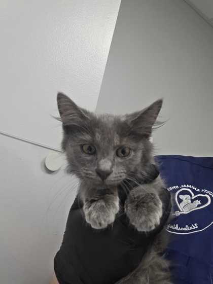 Shelter Stray Male Cat last seen Near Chapman Hwy, Sevier County, TN, 1008 Old Knoxville Hwy, Sevierville, TN 37862, USA