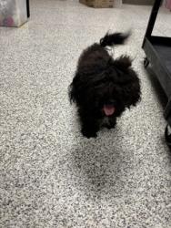 Shelter Stray Male Dog last seen Jandell Rd, Fairfax County, VA, 4500 West Ox Rd, Fairfax, VA 22030, USA