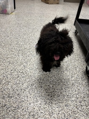 Shelter Stray Male Dog last seen Jandell Rd, Fairfax County, VA, 4500 West Ox Rd, Fairfax, VA 22030, USA