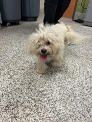 Shelter Stray Male Dog last seen Jandell Rd, Fairfax County, VA, 4500 West Ox Rd, Fairfax, VA 22030, USA