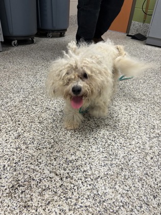 Shelter Stray Male Dog last seen Jandell Rd, Fairfax County, VA, 4500 West Ox Rd, Fairfax, VA 22030, USA