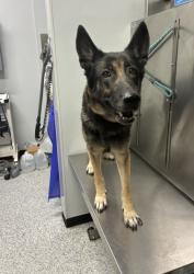 Shelter Stray Female Dog last seen Near and crestway, Zone 2, TX, 8755 Farm to Market 1516, Converse, TX 78109, USA
