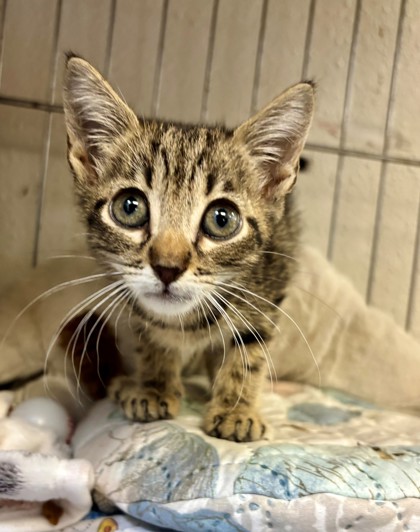 Shelter Stray Female Cat last seen S EVANS AVE, Inverness, FL, 4030 S Airport Rd, Inverness, FL 34450, USA
