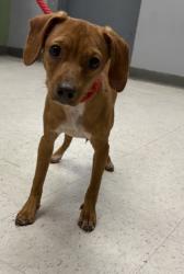 Shelter Stray Male Dog last seen , Harrison County, MS, 2615 25th Ave, Gulfport, MS 39501, USA