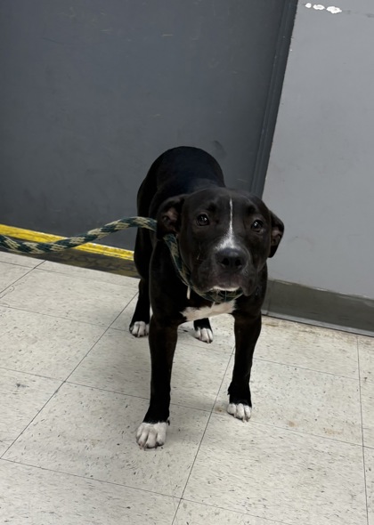 Shelter Stray Female Dog last seen , Biloxi, MS, 2615 25th Ave, Gulfport, MS 39501, USA