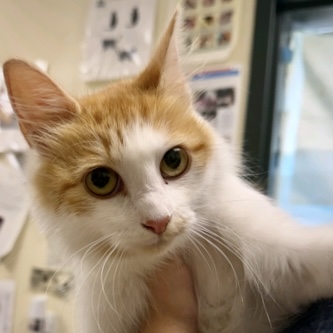 Shelter Stray Female Cat last seen Near B Division St Hamilton 98255, CityLimitsHamilton, WA, 18911 Kelleher Rd, Burlington, WA 98233, USA