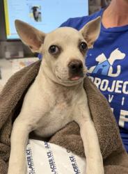 Shelter Stray Female Dog last seen Near Park Ave, 64127, MO, 7077 Elmwood Ave, Kansas City, MO 64132, USA