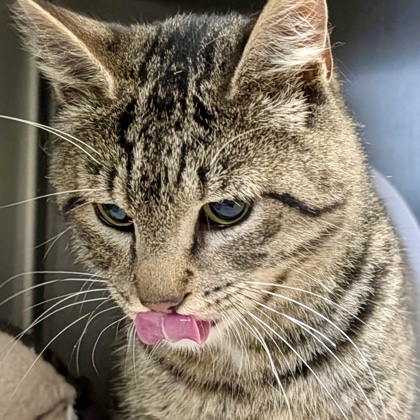 Shelter Stray Male Cat last seen Near Shoshone Drive MV 98273, Mount Vernon, WA, 18911 Kelleher Rd, Burlington, WA 98233, USA
