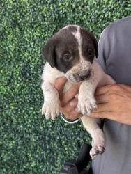 Shelter Stray Female Dog last seen Near Rankin, Socorro,, 5001 Fred Wilson Ave, El Paso, TX 79906, USA