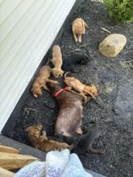 Shelter Stray Female Dog last seen Marietta Church Rd, City of Knoxville GP, TN, 3201 Division St, Knoxville, TN 37919, USA