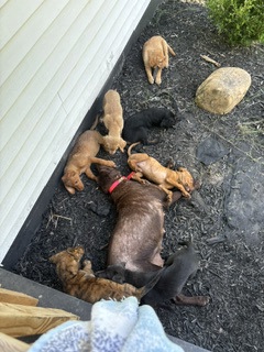 Shelter Stray Female Dog last seen Marietta Church Rd, City of Knoxville GP, TN, 3201 Division St, Knoxville, TN 37919, USA