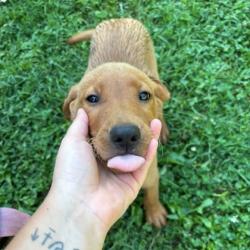 Shelter Stray Unknown Dog last seen Marietta Church Rd, City of Knoxville GP, TN, 3201 Division St, Knoxville, TN 37919, USA