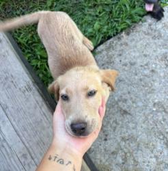 Shelter Stray Unknown Dog last seen Marietta Church Rd, City of Knoxville GP, TN, 3201 Division St, Knoxville, TN 37919, USA