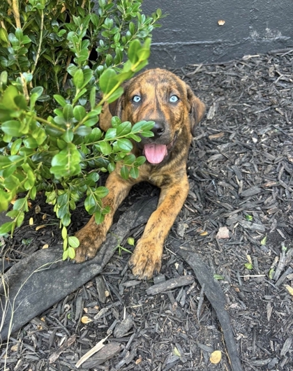 Shelter Stray Unknown Dog last seen Marietta Church Rd, City of Knoxville GP, TN, 3201 Division St, Knoxville, TN 37919, USA