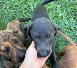 Shelter Stray Unknown Dog last seen Marietta Church Rd, City of Knoxville GP, TN, 3201 Division St, Knoxville, TN 37919, USA