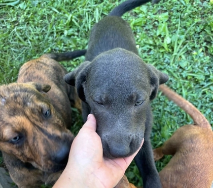 Shelter Stray Unknown Dog last seen Marietta Church Rd, City of Knoxville GP, TN, 3201 Division St, Knoxville, TN 37919, USA