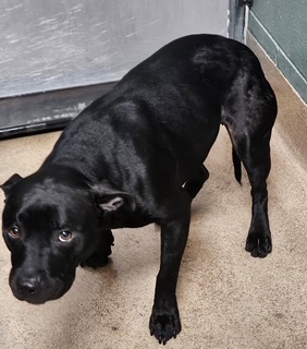 Shelter Stray Female Dog last seen Near Apgar Unit 3, Oakland, CA, 1101 29th Ave, Oakland, CA 94601, USA