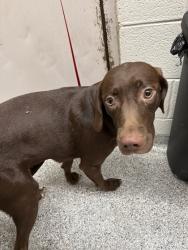 Shelter Stray Female Dog last seen Near block of Lennox Dr, City of Knoxville GP, TN, 3201 Division St, Knoxville, TN 37919, USA
