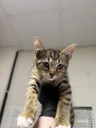 Shelter Stray Female Cat last seen Browning Ave, City of Knoxville GP, TN, 3201 Division St, Knoxville, TN 37919, USA